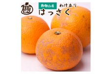 【先行予約】家庭用はっさく7.5kg+250g（傷み補償分）＜１月より発送＞/ みかん ミカン 有田みかん 柑橘 フルーツ 果物 和歌山 オレンジ【ikd224】