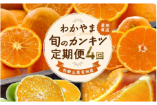 【全4回】和歌山旬のカンキツ定期便【M】3・5・9・11月発送（ご家庭用）※北海道・沖縄県・離島への配送不可 / 春の柑橘 初夏の柑橘 青切り 有田みかん 完熟有田みかん フルーツ くだもの 果物【ard-tkb906】