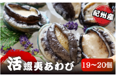 極上！やわコリ食感紀州の蝦夷アワビ【19～20個入】  / ※北海道・沖縄・離島への配送不可 / 鮑 アワビ あわび 人気 活アワビ 冷蔵 【yas005】