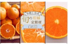 【全3回定期便】みかんの地和歌山から厳選してお届け！　人気の柑橘定期便 華 /みかん 柑橘 果物 フルーツ 定期便 温州 ミカン 不知火 でこぽん せとか オレンジ 【agy100】