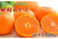 【ブランドみかん】田村みかん大玉約9kg(3Lサイズ) ※2025年11下旬～2025年12月下旬頃に順次発送 / みかん 果物 柑橘 有田みかん ミカン オレンジ 和歌山【tecj1036】 