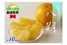 【ぷちぷち食感】八朔(約10kg) 【2月上旬～下旬発送予定】