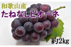 【新鮮・産直】和歌山かつらぎ町産たねなしピオーネ約2kg【2025年8月中旬から9月下旬頃順次発送】【TM164】