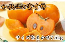  【甘柿の王様】和歌山産富有柿　約7.5kg サイズおまかせ【2025年11月上旬～12月中旬頃順次発送】【TM5】