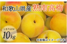 【梅干・梅酒用】（LまたはM－約10Kg）熟南高梅【2026年6月上旬～7月上旬発送予定】【ART08】