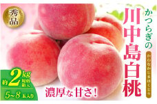 和歌山県産 川中島白桃 5～8玉入り(約2kg規格箱入り) 秀品 【2025年7月下旬から8月中旬ごろ発送】/ 桃 白桃 もも モモ 桃 デザート フルーツ 果物 くだもの 果実 食品 旬 先行予約