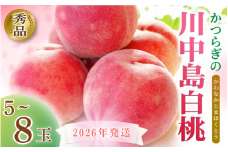 ☆2026年先行予約☆ 和歌山県産 川中島白桃 5～8玉入り 秀品 【2026年7月下旬から8月中旬ごろ発送】/ 桃 白桃 もも モモ 桃 デザート フルーツ 果物 くだもの 果実 食品 旬 先行予約