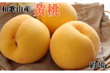 人気 和歌山県産 黄桃（つきあかり、ゆめおうみ）約2kg【数量限定】 【2025年7月中旬～8月上旬頃順次発送】【TM177】