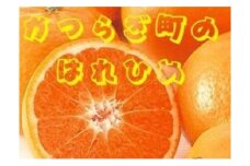 希少品種！みかんの甘味とオレンジの香り！ はれひめ(約10kg)【2025年12月上旬～2026年2月上旬頃順次発送】