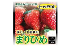 【フルーツ王国和歌山生まれの品種「まりひめ」】いちご 4パック【2025年3月下旬～2025年4月下旬まで順次発送】