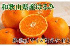 【厳選・濃厚】和歌山県産のはるみ約5kg(サイズおまかせ) 【2026年1月中旬～2026年2月中旬頃より順次発送】【和歌山県かつらぎ町産】