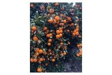宮川早生みかん　秀品・Mサイズ　約10kg【2025年10月下旬～11月下旬頃順次発送】