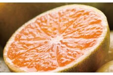 【訳あり・ご家庭用】極早生 有田みかん 約3kg+90g（傷み補償分）YN26 ゆら早生 訳あり わけあり  【9月より発送】【IKE164】