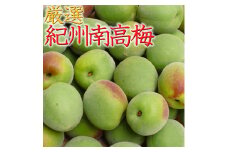 厳選 紀州南高梅(青梅)  約1.7kg+60g（傷み補償分） 和歌山産 梅干し 梅酒 梅ジュース 【6月発送】 【IKE216】