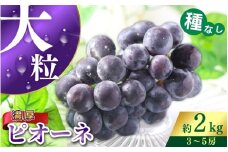 【甘さとみずみずしさが自慢】種なしピオーネ＜ぶどう約２kg＞【2025年8月下旬～9月中旬頃発送予定】【KF10】