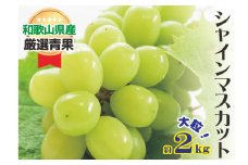 大人気 シャイン マスカット 約2kg (4～5房)　【8月上旬～下旬発送】