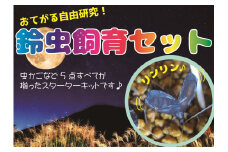 【自由研究に！！】秋の風物詩☆スズムシ飼育セット【2025年6月下旬～ 2025年7月中旬ごろに発送】