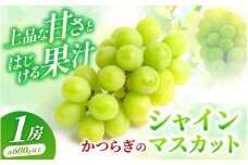 ＼受付期間終了間近！／ かつらぎ町産 シャインマスカット 1房（600g以上）【2025年8月中旬～9月上旬頃出荷予定】/ 農家こだわり♪ マスカット ぶどう 葡萄 ブドウ フルーツ くだもの 果物 和歌山県 