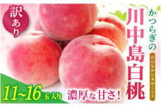 【訳あり・ご家庭用】和歌山県産 川中島白桃  11-16玉入り 青秀【2025年8月上旬～8月下旬頃順次発送予定】/ 桃 白桃 もも モモ 桃 デザート フルーツ 果物 くだもの 果実 食品 旬 先行予約