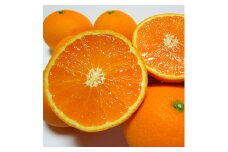 厳選！清見オレンジ 約2kg【農家直送】【先行予約】【和歌山県産】【2025年2月下旬～3月下旬発送】