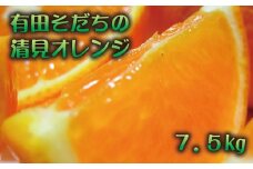 【訳あり】清見オレンジ 約7.5kg【農家直送】【先行予約】【和歌山県産】【2025年2月下旬～3月下旬発送】