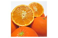 厳選！セミノールオレンジ 約3kg【農家直送】【先行予約】【和歌山県産】【2025年4月上旬～4月下旬発送】
