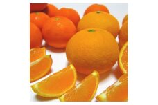 【訳あり・ご家庭用】旬の 柑橘 詰め合わせ セット 約4.5kg【先行予約】【農家直送】【和歌山県産】【2025年1月中旬～4月下旬発送】