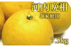 【ご家庭用】河内晩柑 約7.5kg【先行予約】【農家直送】【和歌山県産】【2025年4月上旬～4月下旬発送】