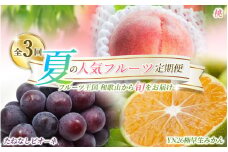 【定期便全3回】産直・厳選フルーツ定期便【TM190】