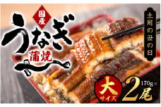 大型サイズ　ふっくら柔らか　国産うなぎ蒲焼き　2尾　化粧箱入【土用の丑の日までにお届け】【UT05】