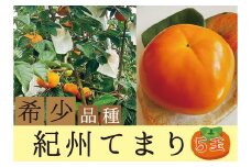 希少品種の柿〇紀州てまり〇5玉化粧箱入り【2025年10月下旬～2025年11月中旬頃に順次発送】