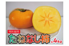 特別栽培 たねなし柿 約4kg 【2025年10月上旬～2025年10月下旬頃に順次発送】