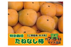 特別栽培 たねなし柿 約7.5kg サイズいろいろ ご家庭用 【2025年10月上旬～2025年10月下旬頃より順次発送】