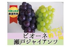 ピオーネ＆瀬戸ジャイアンツ 約1.5kg ★食べ比べ★【2025年8月下旬～2025年9月中旬頃順次発送】