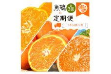 【魚鶴商店厳選】和歌山人気の柑橘定期便（有田みかん・不知火・清見オレンジ）【定期便全3回】【UT116】
