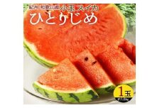 紀州和歌山産 小玉スイカ「ひとりじめ」 1玉【2026年6月上旬頃～2026年7月上旬頃に順次発送】【UT85】