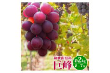 巨峰ぶどう約2kg　紀州和歌山産【2025年8月下旬頃から9月下旬頃発送予定】【UT88】