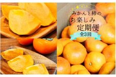 【10・11・12月 全3回】和歌山産 みかんと柿のお楽しみ 定期便 【魚鶴商店】【UT111】