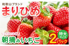 特大まりひめイチゴ 朝摘 6個～11個入×2パック【2026年1月中旬～3月末頃に順次発送】【先行予約】【KT3】