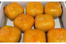 大玉サイズ 平たねなし柿「クイーンパーシモン」約4kg （10玉～12玉おまかせ）【2025年10月中旬から11月上旬頃発送】【TM86】