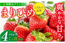 まりひめイチゴ L～２L 12粒～15粒×4パック【2026年1月中旬～3月中旬頃に順次発送】【先行販売】