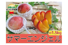すもも〇希少品種〇「サマーエンジェル」約1.5kg【7月上旬から7月中旬頃発送予定】