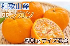和歌山産ポンカン約5kg（サイズ混合・秀優品）【2026年2月初旬頃より順次出荷】【TM136】