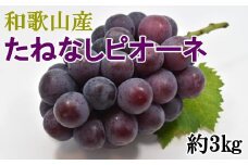 【新鮮・産直】和歌山かつらぎ町産たねなしピオーネ約3kg【2025年8月中旬から9月下旬頃順次発送】【TM127】
