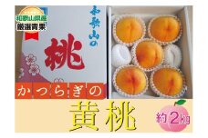 ★かつらぎの黄桃★＜品種おまかせ＞5～8玉【2025年6月下旬～2025年8月上旬頃順次発送】