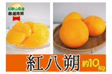 ★かつらぎの紅八朔★ 約10kg   甘みと苦みのバランスが絶妙 【2026年2月上旬～2026年2月下旬発送】