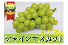 シャインマスカット 約1.2kg ★産地直送★【2025年9月上旬～2025年9月中旬頃順次発送】