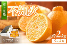 【贈答用化粧箱入】 不知火 樹上完熟 約2kg （5～8個入）【2026年2月下旬頃～4月中旬頃まで発送】  / 不知火 しらぬい みかん 柑橘 和歌山 かつらぎ 贈答用 甘い 化粧箱