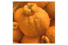 こだわり農家の 濃厚 不知火 12～24玉 (約5kg)【先行予約】【2025年2月上旬～3月下旬発送予定】【MS39】