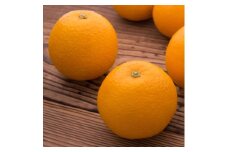 【訳あり・ご家庭用】有田育ちの 完熟 八朔 約5kg【先行予約】【2025年3月上旬～下旬発送予定】【MS51】